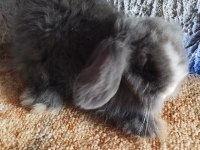 Teddy lop tavşan yavrular mavi göz