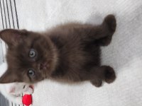 Acil izmir içi scottish fold
