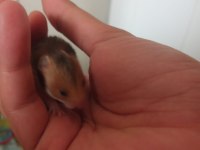 Yavru Suriye Hamster