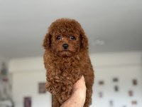 Petmode köpek çiftliğinden tea cup kore poodle