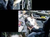 Husky kızıma eş arıyorum