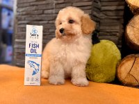Apricot Renkte Poodle Bebeklerimiz