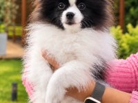 Teddy Bear Güzelliği Ayıcık Pomeranian Oğlumuz
