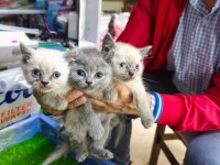2 aylık british shorthair yavrularımız