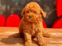 Toy Poodle Yavrular