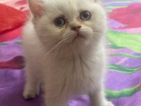 Safkan British Shorthair