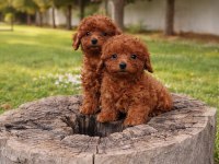 İNANİLMAZ GÜZEL RAKAMLARA GERÇEK TOY POODLE YAVRULAR