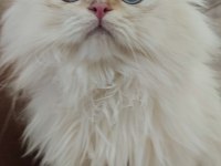 Şecereli cy1133 erkek british longhair yavrum