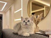 British Shorthair Silver Point