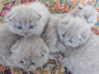 Dişi Lilac renk scottish fold yavrularım