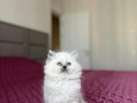 BRITISH LONGHAIR YAVRULARIMIZ TESLİME HAZIR