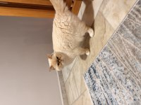 British shorthair aşılar tamam