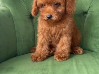 Evimizde Büyüyen Poodle Yavrularımız
