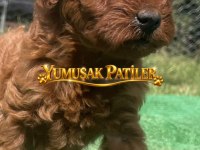Sevimli Irk Toy Poodle