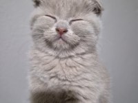 Scottish fold lilac fawn