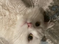 Chinchilla Erkek Kedi