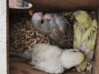 Dosta Gidecek Bir Anne Ve 3 Yavrusu Kuşlar