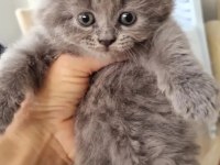 Safkan Erkek British Shorthair Yavrular