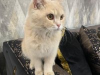 British shorthair