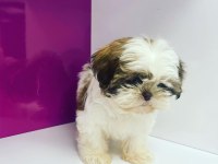 Irk Garantili Shih Tzu Yavruları