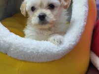 Maltese Terrier Malta
