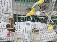 Malinua ve gloster kanarya sahiplendirme