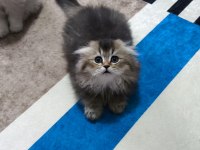 Scottish fold longhair