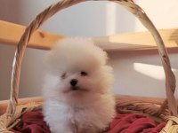POMERANİAN BOO BEBEKLER KALİTENİN ADRESI