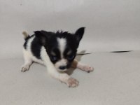 Chihuahua yavrular