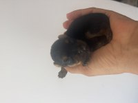 Yorkshire terrier bal bebekler rezerveye açıldı