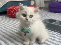 Acil satılık 3 aylık dişi iran kedisi eşyalarıyla