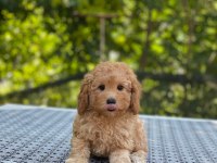 Poodle en microsu en özeli benim olsun isteyenlere