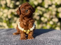 Kore kan poodle yavrularım
