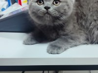 British Shorthair Yavru
