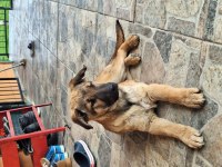Yavru alman çoban köpeği