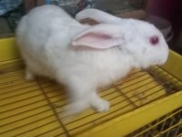 8 Aylık zellanda ve yerli tavşanlar