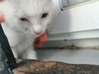 Yavru ankara kedisi