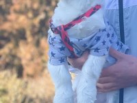 Maltese terrier sahiplendiriyorum uygun vereceğim