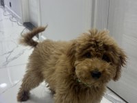 Yavru Toy Poodle