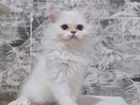 Orijinal Safkan British Longhair Dişi Yavru