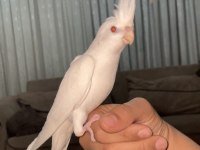 Albino Sultan Papağanı Evcil