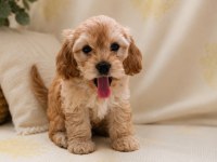 Maltipoo Minik Canlar Orijinal