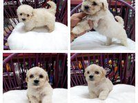 2 aylık erkek ve dişi maltipoo yavrular