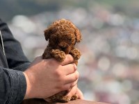 Aşılı Çiş Eğitimli Toy Poodle Bebekler