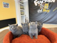 KEDİCİDEN RENK RENK BRITISH SHORTHAIR YAVRULARI ANKARA