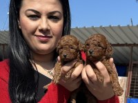 Sağlık Ve Irk Garantili Toy Poodle Yavrularım