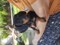 Dacshund yavrularım mevcut A Kalite