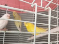 Muhabbet kuşu lutino albino bunlar takım diğeri erkek