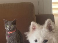 ANTİALERJİK BRİTİSH RUSSİAN 2 YAŞINDA DIŞI KEDİMİZ