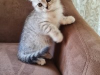 2 aylık erkek british shorthair silver yavrumuz